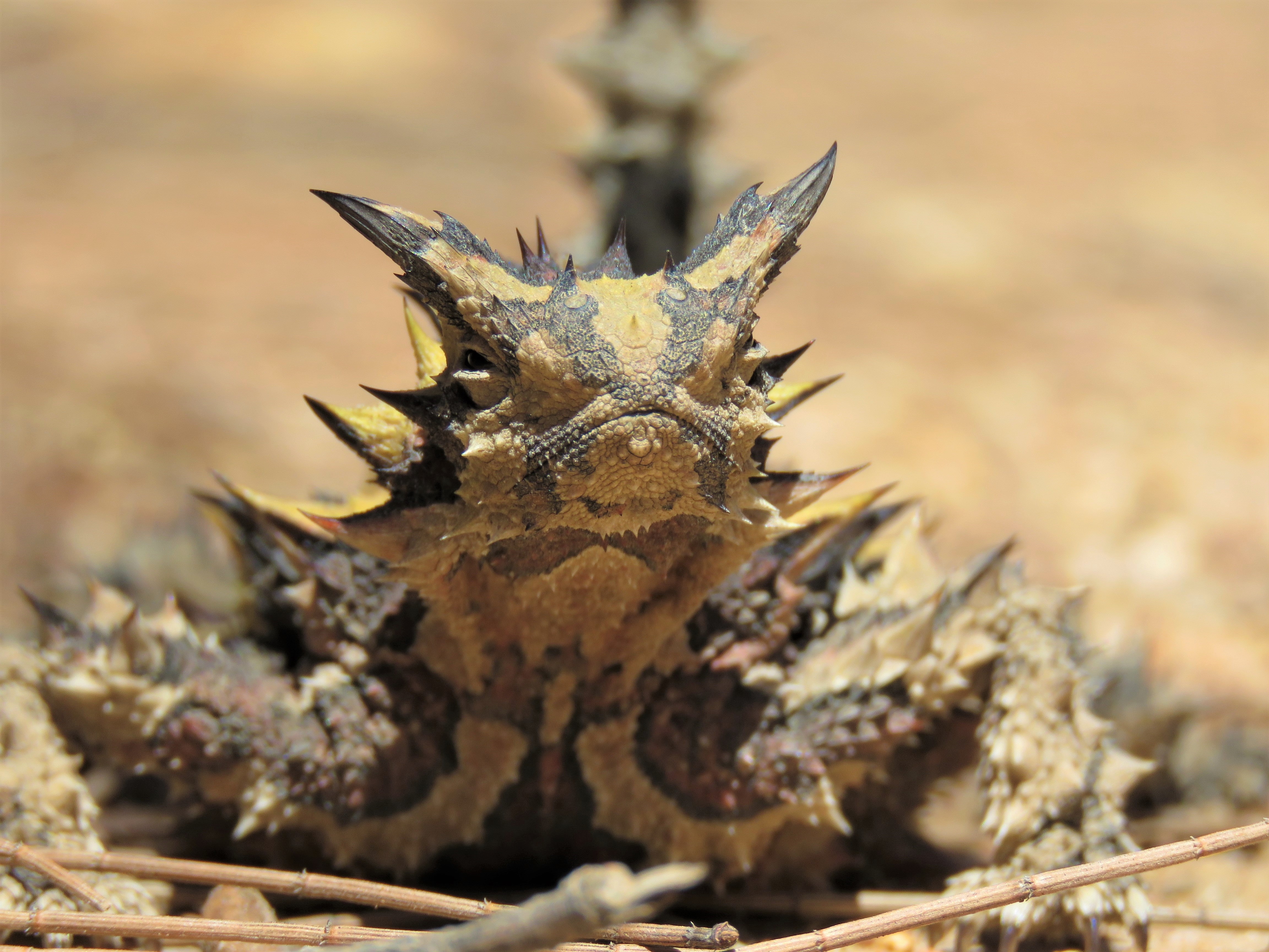 Herping - Thorny Devil - Tutanning Nature Reserve - Wildlife