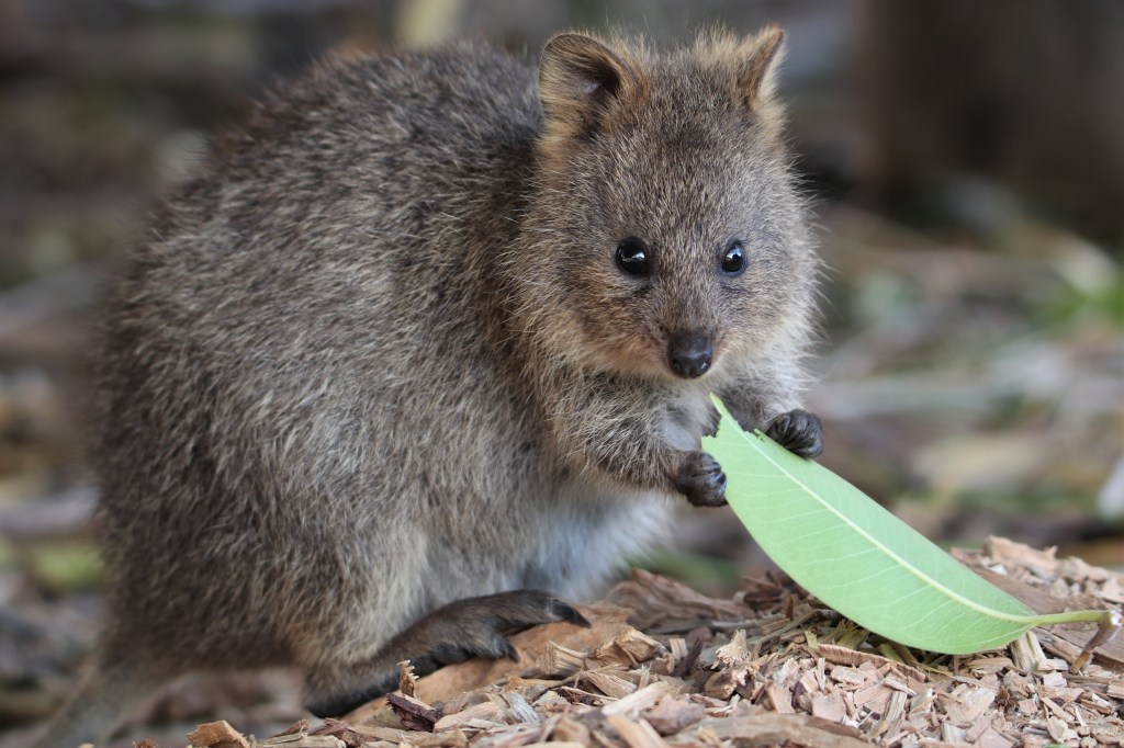 Rottnest Island Wildlife