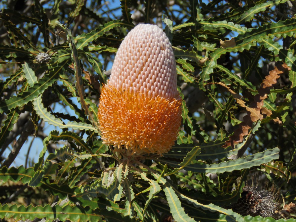 Acorn Banksia - Wheatbelt
