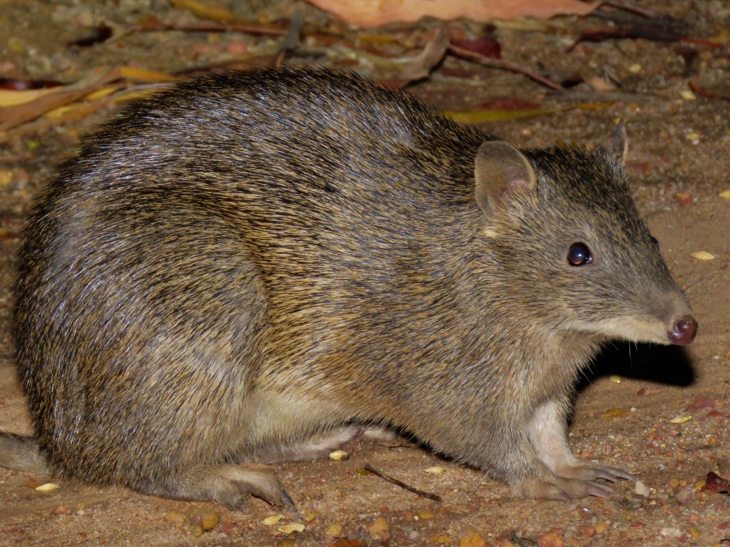 Quenda - Bandicoot - Wadderin Sanctuary