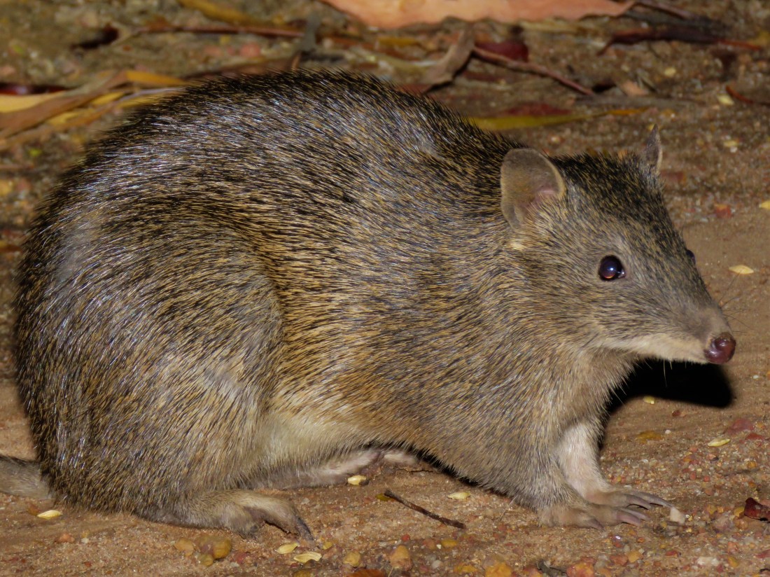 Quenda - Bandicoot - Wadderin Sanctuary