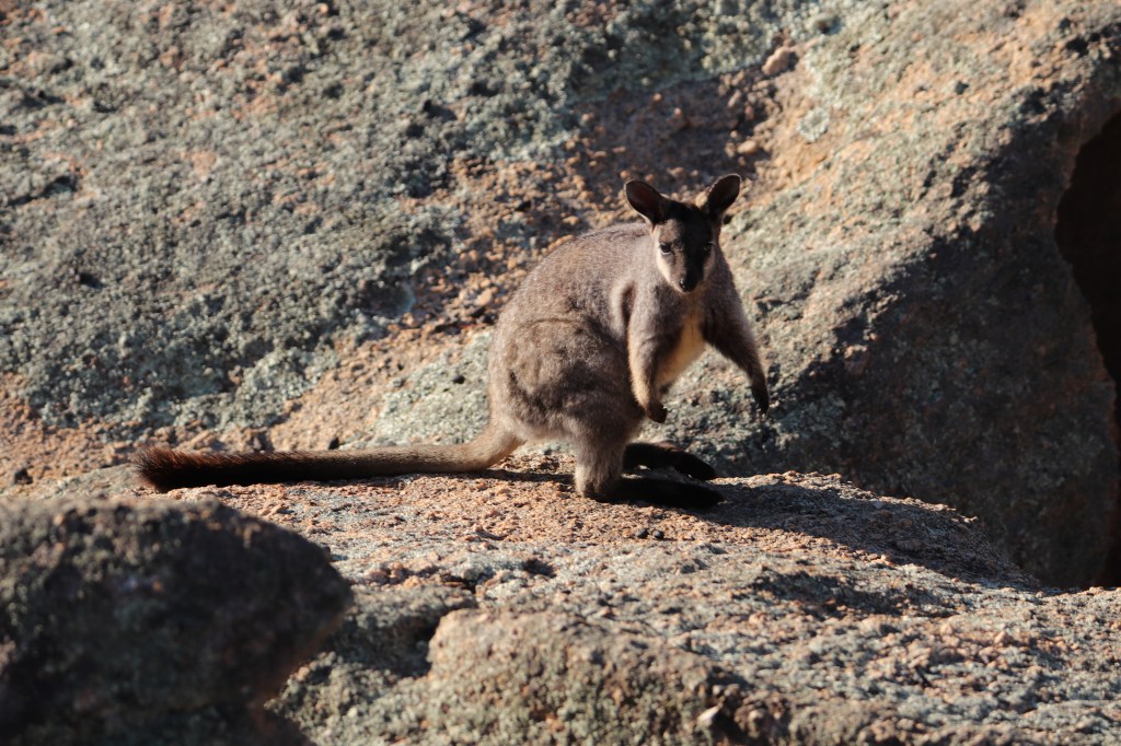 Rock Wallaby - Mt Caroline
