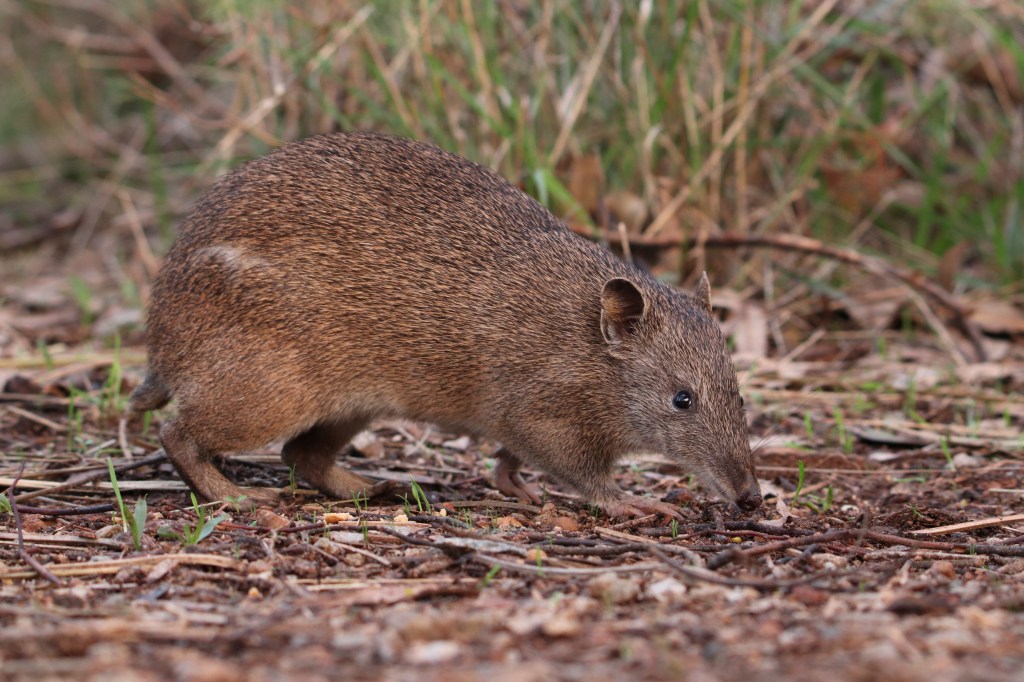 Bandicoot Foraging at Lesmurdie Falls