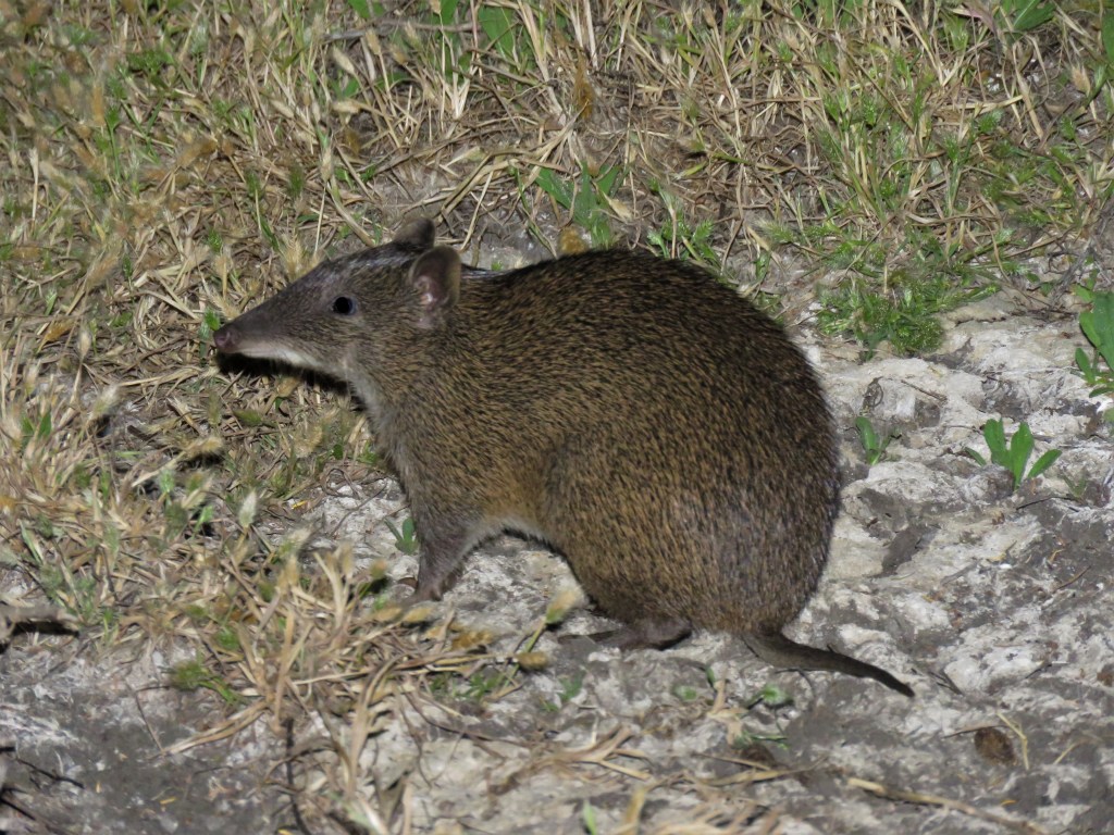 Bandicoot at Perup Nature Reserve