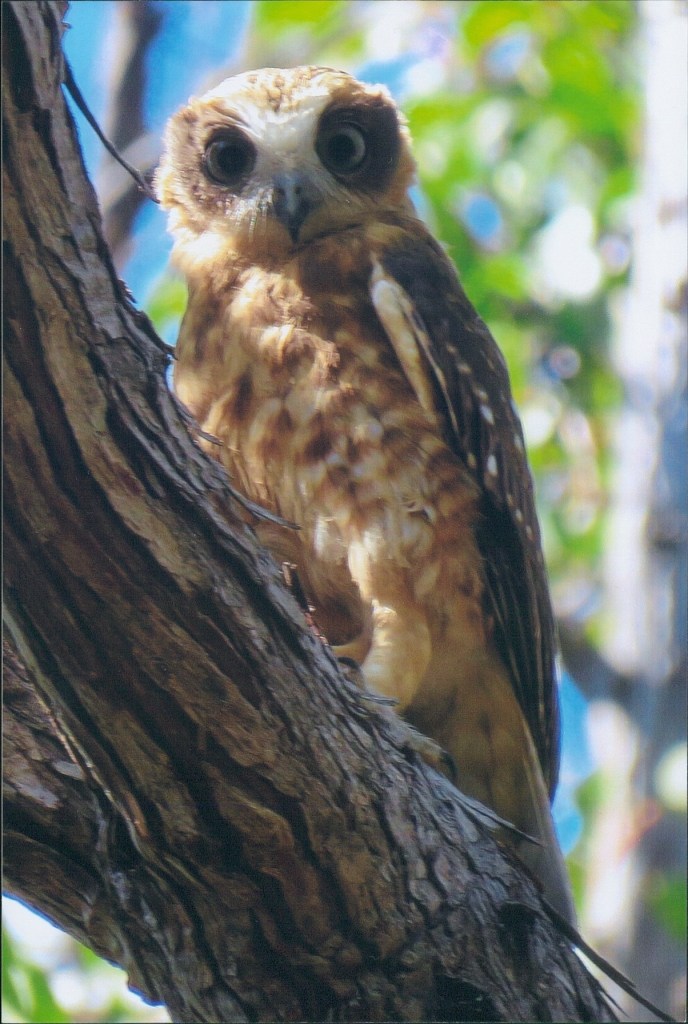 Bibbulmun Track - Boobook Owl - Wildlife