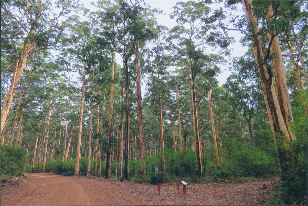 Bibbulmun Track