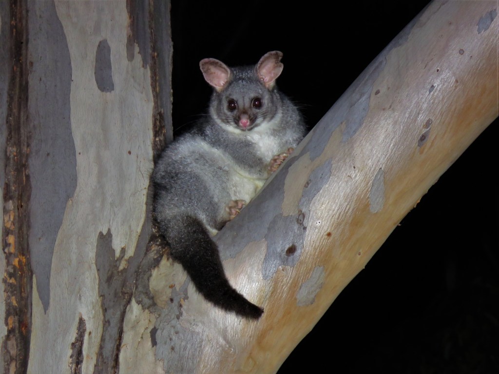 Possum in Tree - Mammal - Dryandra Woodland