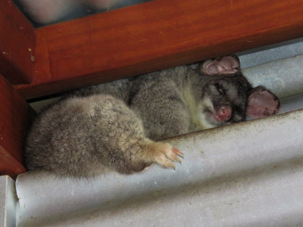 Brushtail Possum Sleeping in Cottage Roof