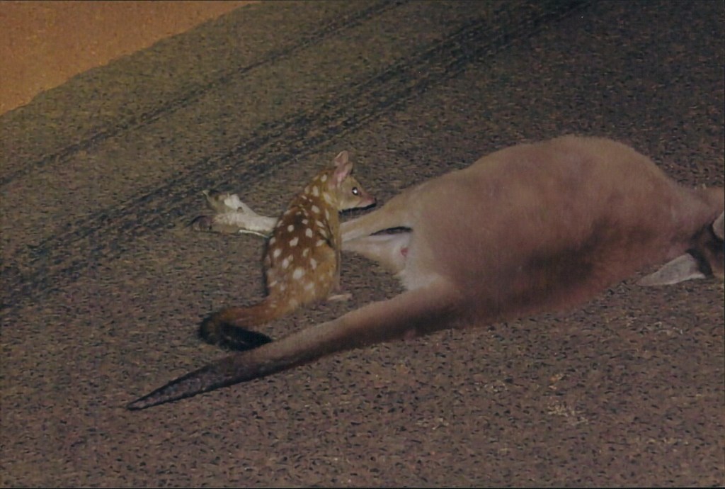 Quoll feeding on roadkill