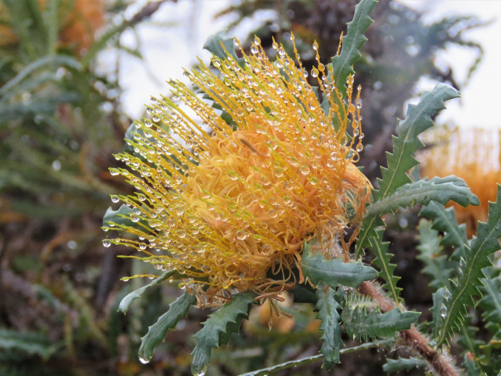 Dryandra Woodland