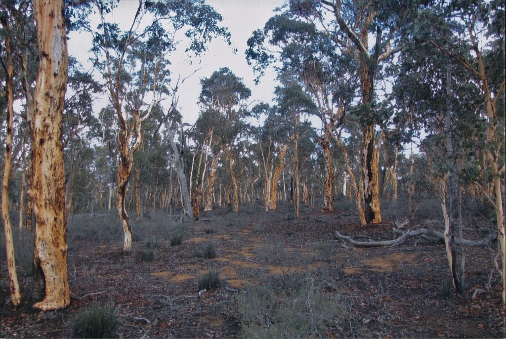 Wandoo Woodland at Dryandra Woodland