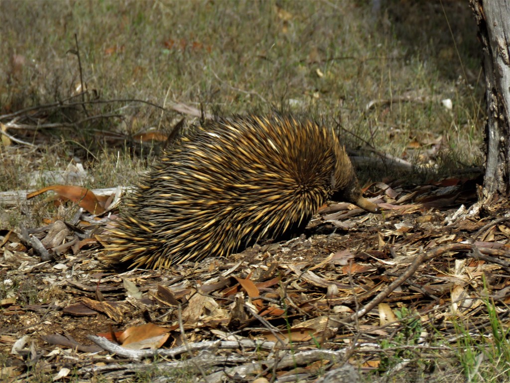 Dryandra Woodland