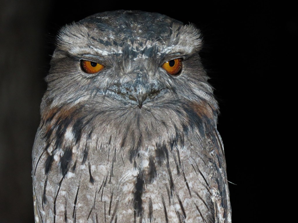Birds - Wildlife - Frogmouth