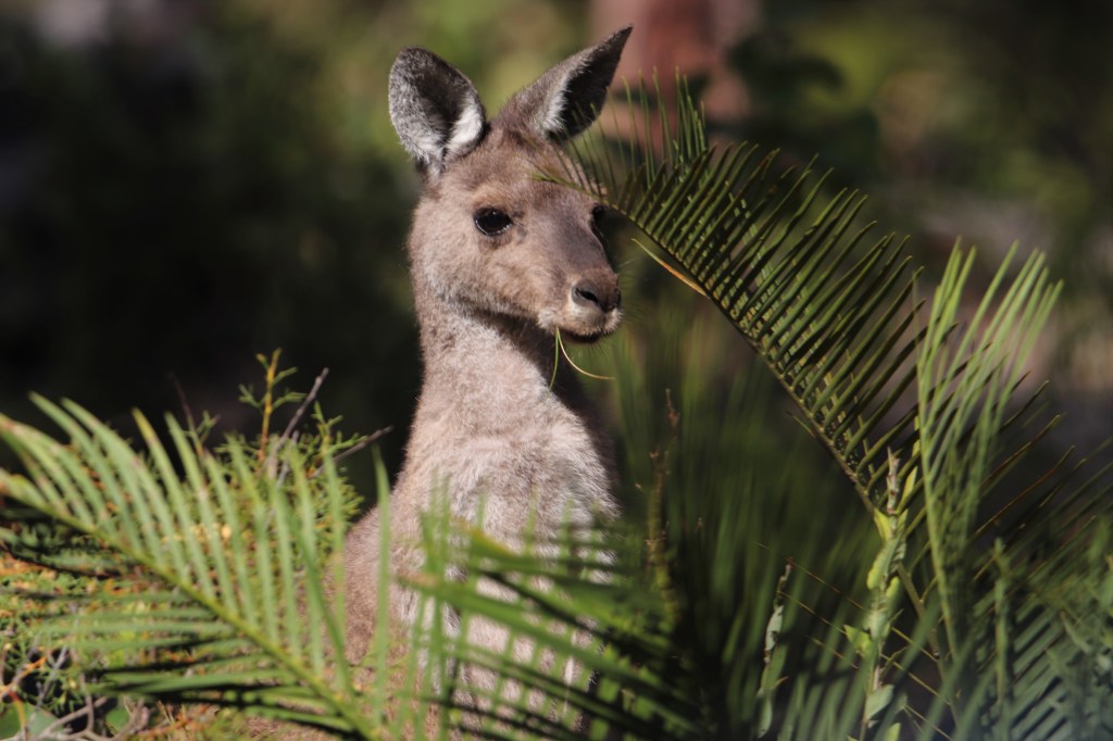 Kangaroo and Zamia Plant at Perup Nature Reserve