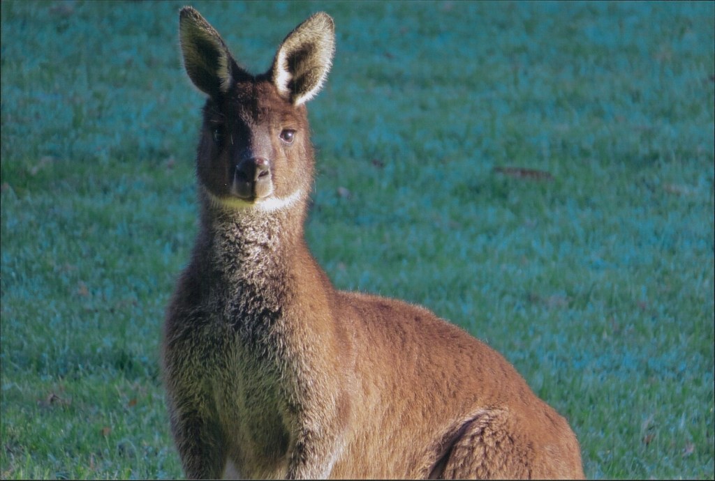 Kangaroo at Yanchep National Park