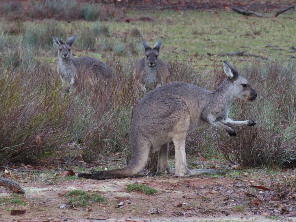 Dryandra Woodland