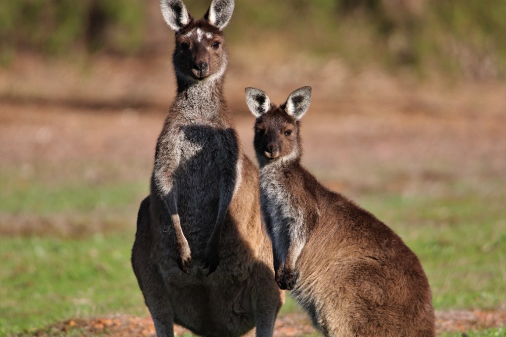 Kangaroos - Margaret River