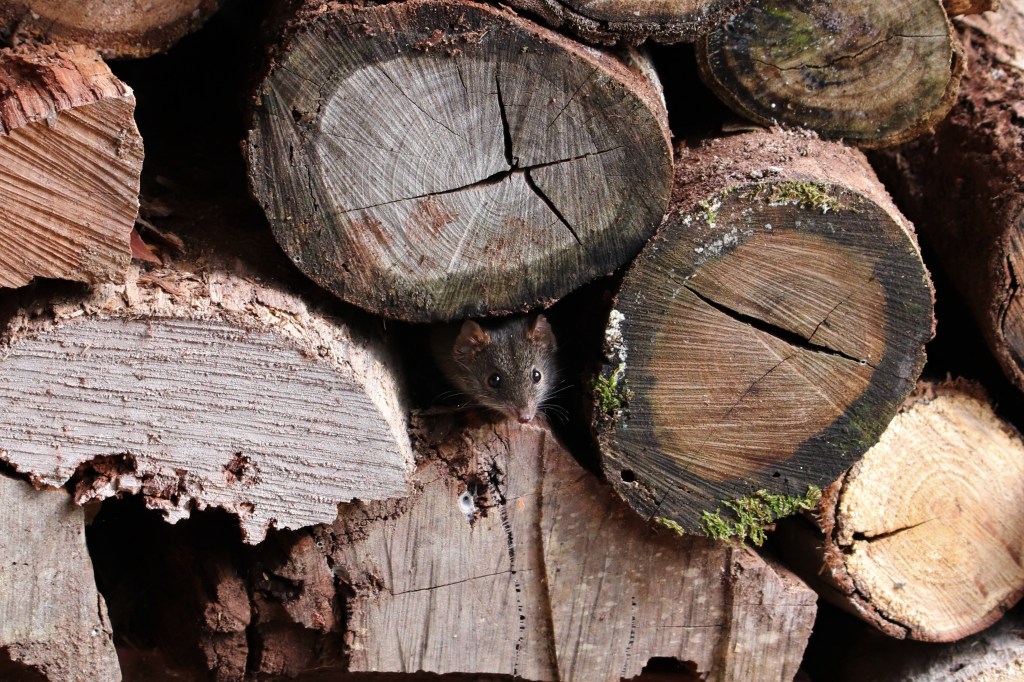 Antechinus hiding in woodpile