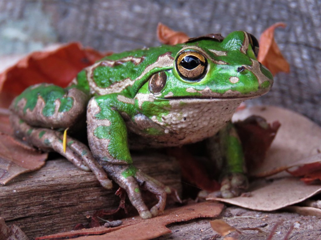 Tree Frog - Wildlife - Green
