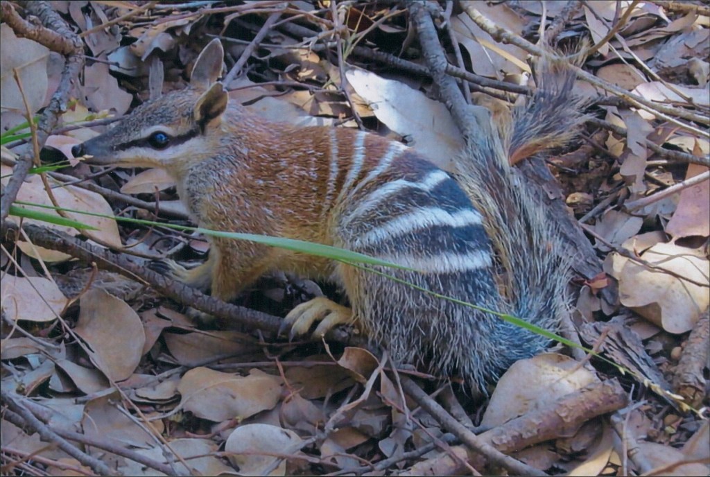 Numbat at Perup Nature Reserve