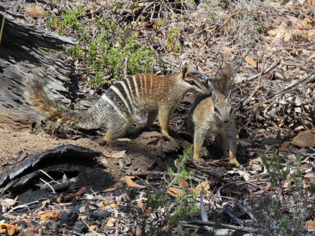 Numbats Pair ready to mate at Boyagin