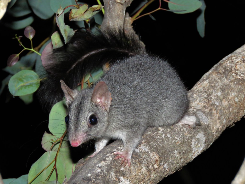 Phascogale in tree at Perup Nature Reserve