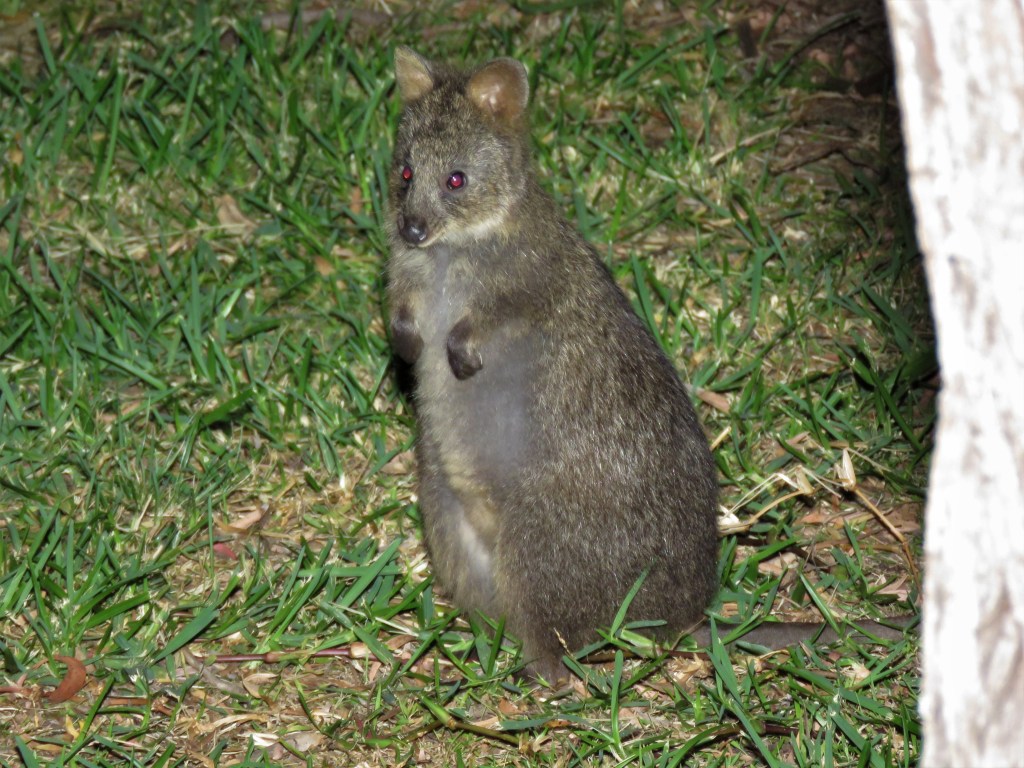 Quokka at Two Peoples Bay
