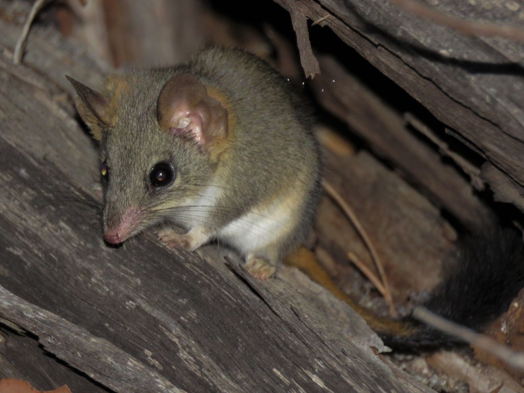 Red-tailed Phascogale at Dryandra Woodland
