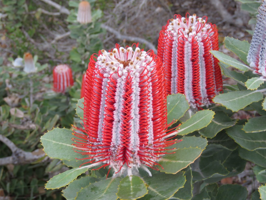 Scarlet Banksia