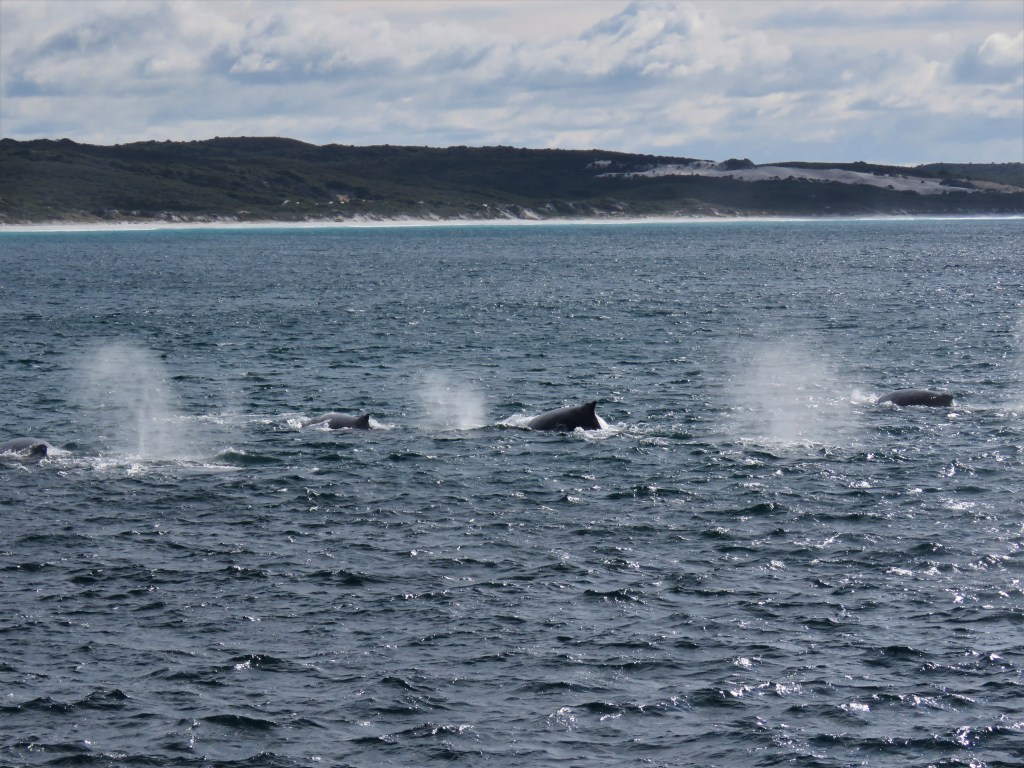 Southern Right Whales in Southern Ocean