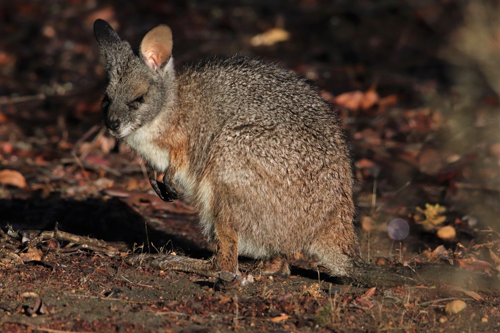 Tammar Wallaby Sunbathing at Perup Nature Reserve