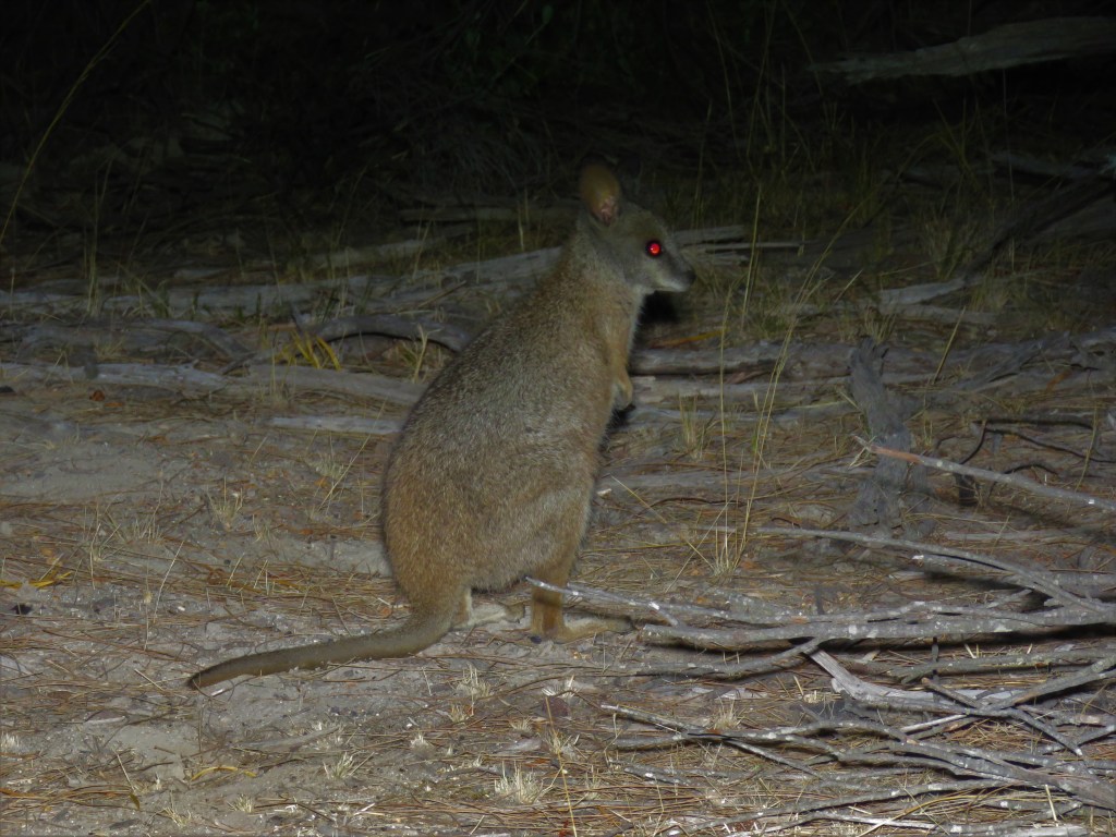Tammar Wallaby at Tutanning Nature Reserve