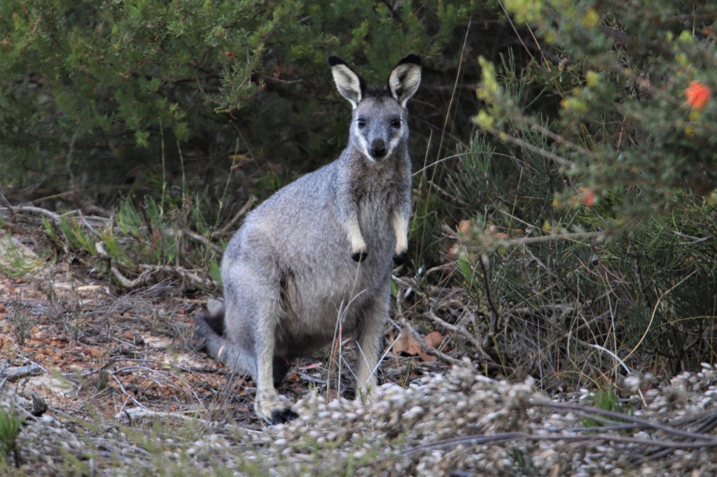 Wallaby Browsing Fitzgerald River
