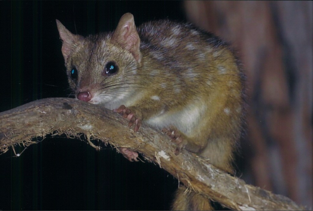Western Quoll or Chuditch at Perup Nature Reserve