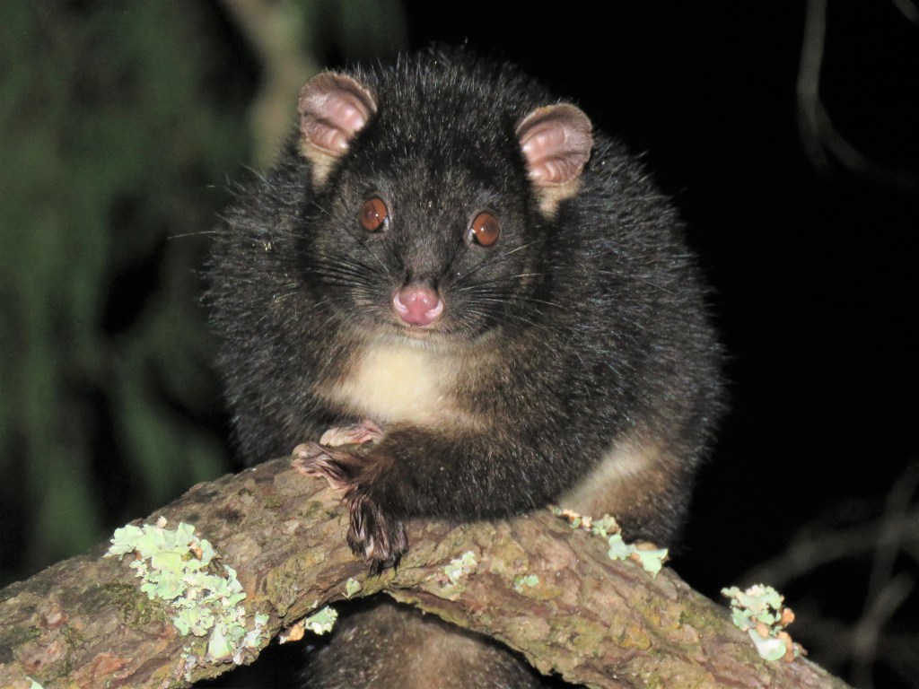 Possum on branch in tuart forest