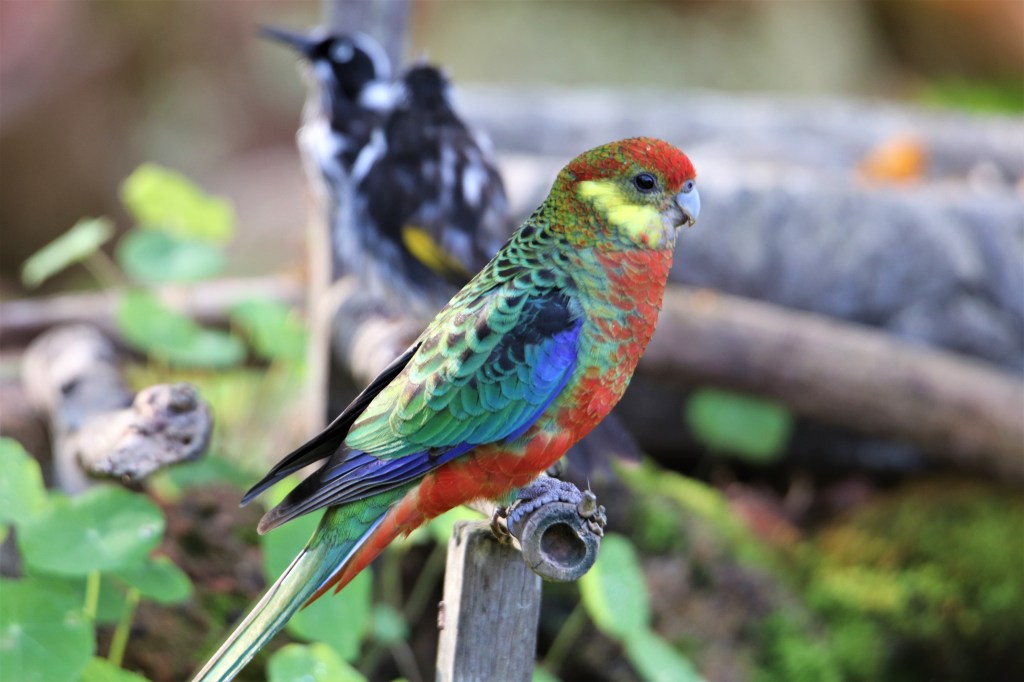 Birdbath - Western Rosella