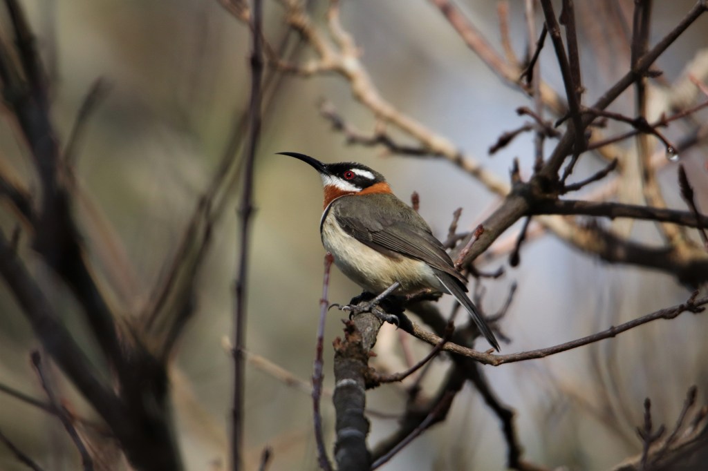 Margaret River Birds - Wildlife