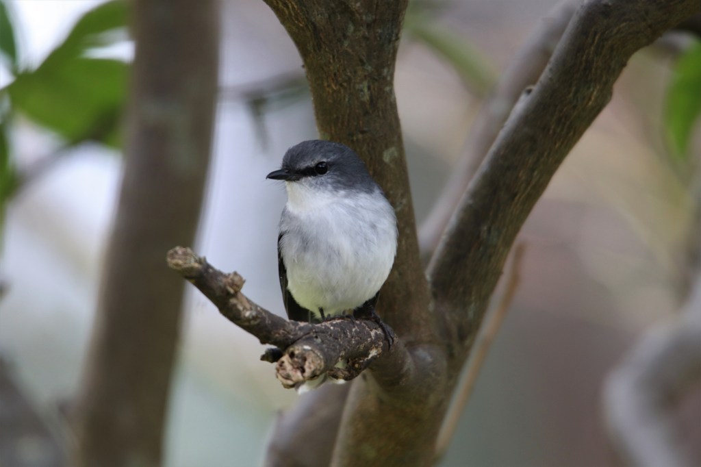 Birds - Margaret River - Wildlife