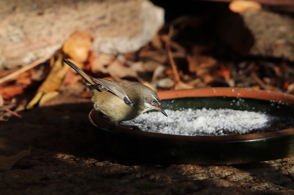 Birds - Margaret River - Wildlife