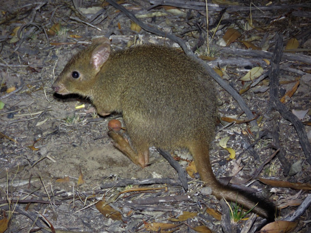 Woylie foraging for Sandalwood Nuts at Dryandra Woodland