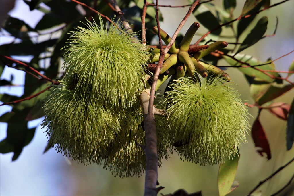 Flowering Tree - Margaret River