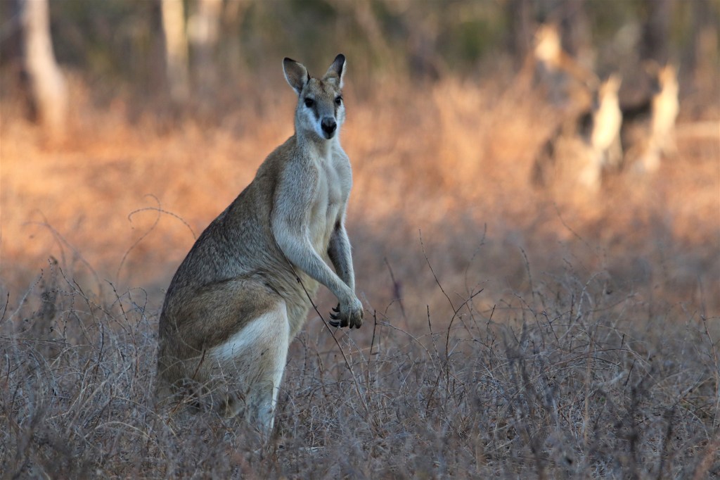 Queensland Wildlife