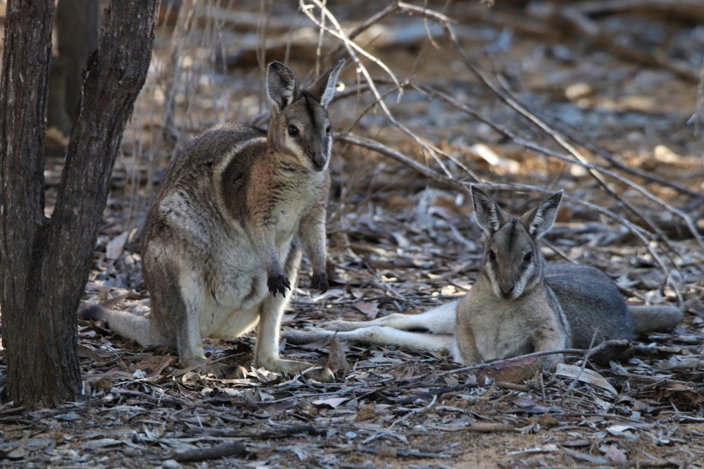 Queensland Wildlife