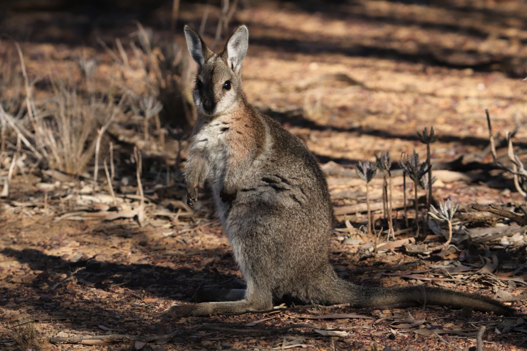 Queensland Wildlife