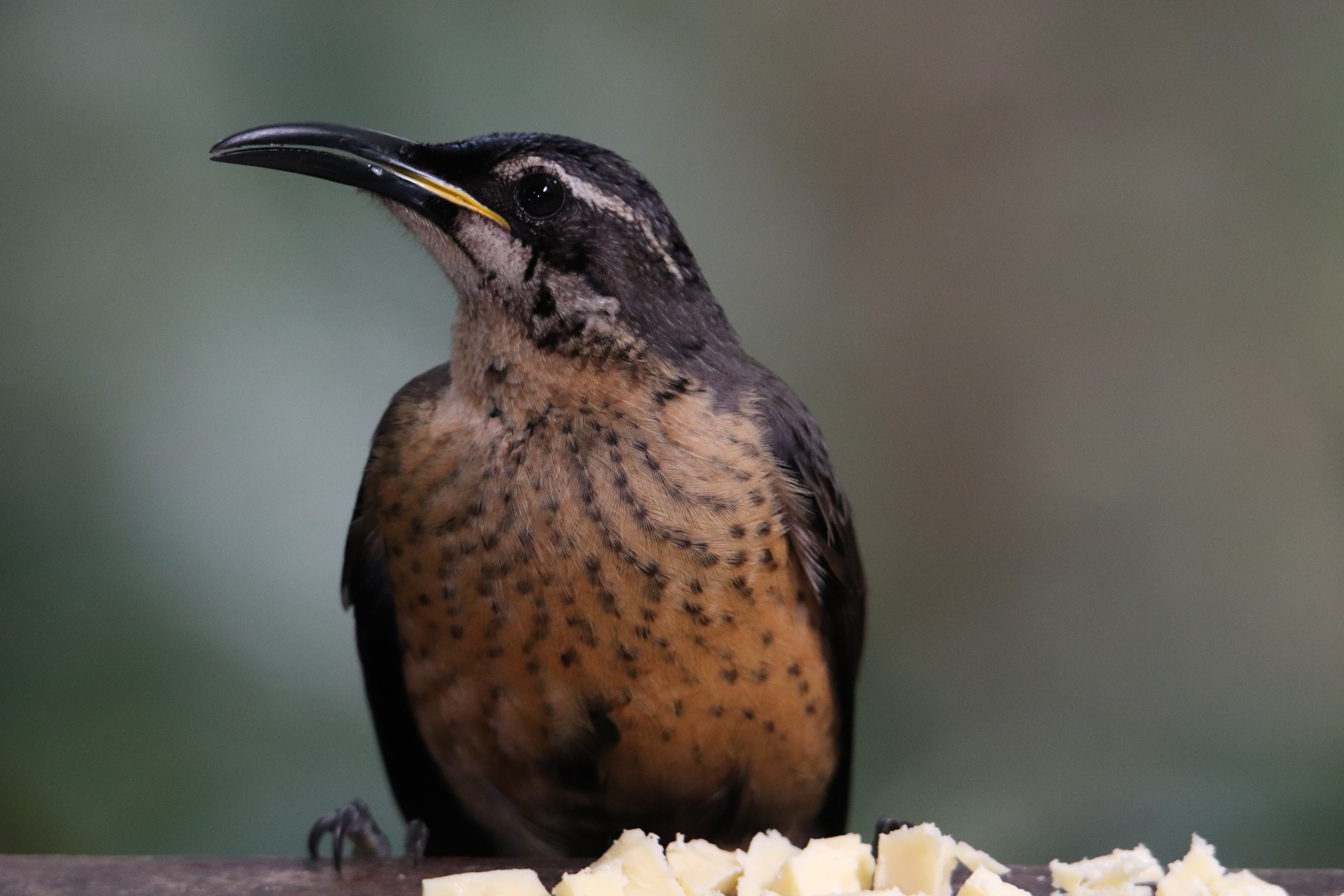Queensland Wildlife 2019 – Part 3 of 4 – The Southern Atherton ...