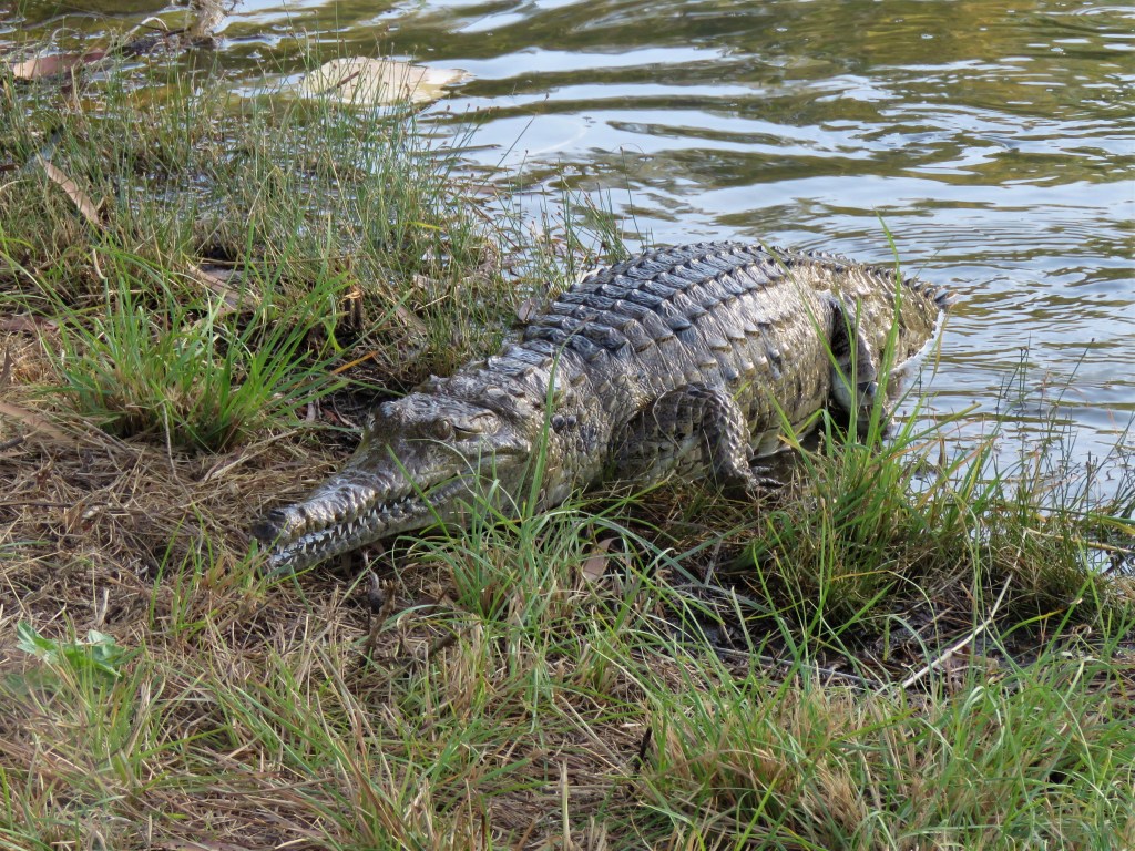 Queensland Wildlife