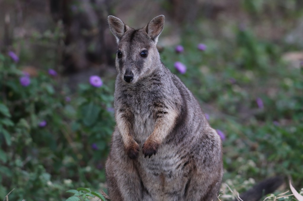 Queensland Wildlife