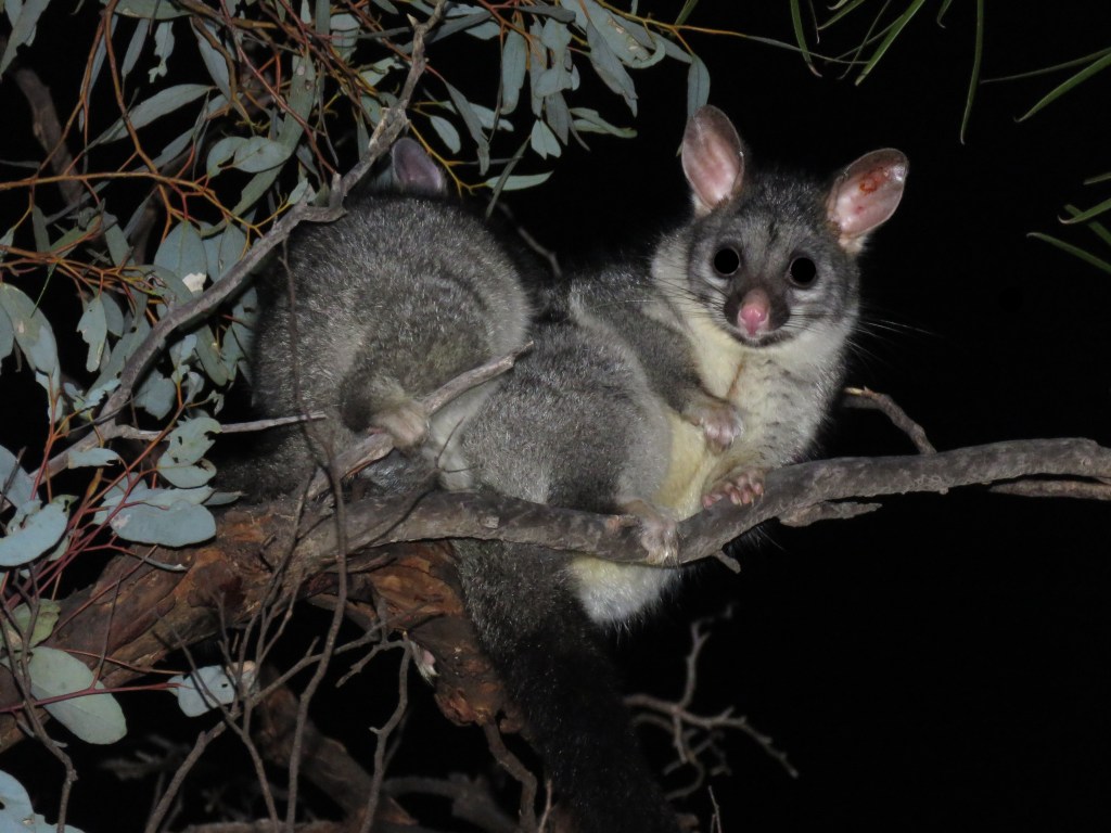 Red-tailed Phascogales