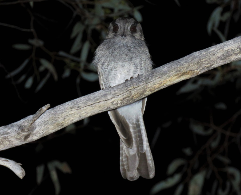 Red-tailed Phascogales