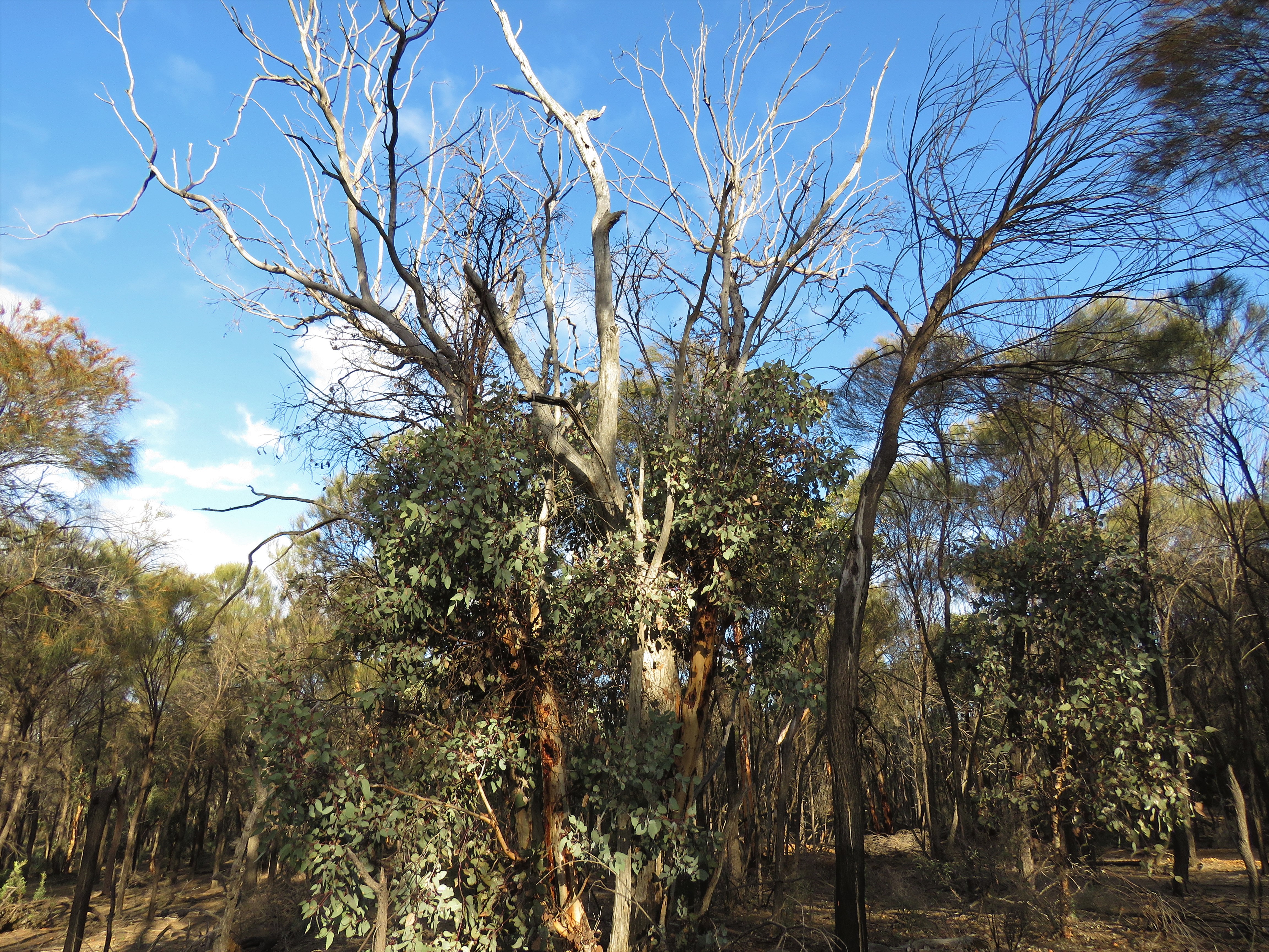 Powderbark Tree Thermal Imaging Red-tailed Phascogales at Tutanning Nature Reserve ...
